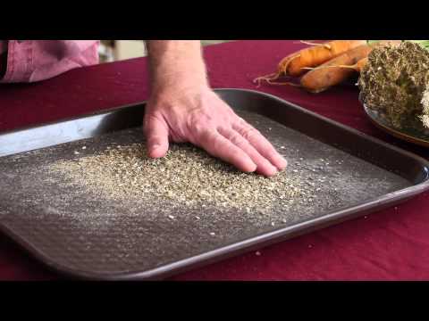how to harvest seeds from a carrot