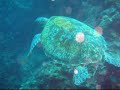 Magic Island dive Resort (nieuwe compilatie) Magic Island dive Resort (nieuwe compilatie)
