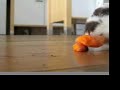 Larry Eats a Carrot (Starring Larry) Larry Eats a Carrot (Starring Larry)