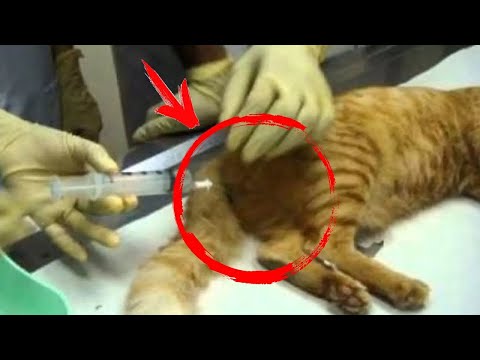 Owners brought cat to be put down. But after examining it, vet kicked the owners out of the clinic.