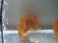 discus