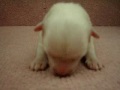 12/07 狐狸狗 Japanese Spitz -公幼犬2號-日新犬舍