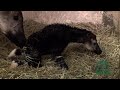 Newborn Baby Okapi - Cincinnati Zoo