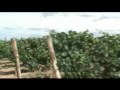 Vinos y bodegas 3