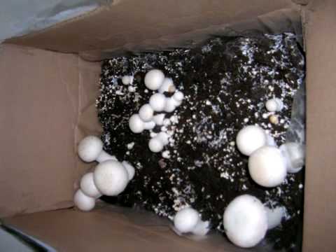 how to grow agaricus bisporus