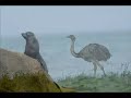 www.guyrapyta.com .Birdwatching Trip Uruguay 07