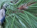 What is this Pine