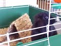 Benny the House Bunny in his first house!