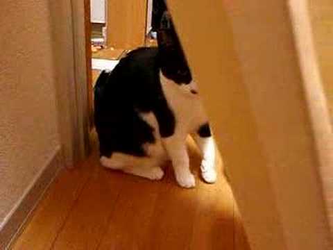 【猫／Cat】得体の知れないモノ。Youtube(ユーチューブ・ゆーちゅーぶ)・Dailymotion動画