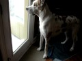 Pancakes the Great Dane Snow Day