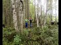 Puu kaatuu Puumalassa
