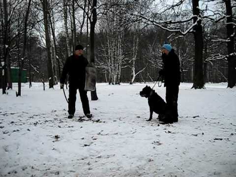 cane corso