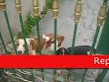 Hot Dog (proibid�o) - CaroLx Novais