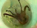ocky trying to escape from pail, *swims around*