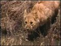 leopard-hunt-lions-cross-river.html