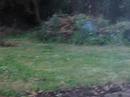 Garden Fox Pt2 Garden Fox Pt2