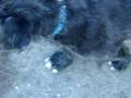 pupies irish wolfhound