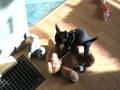 videos de Charlie hump.MOD