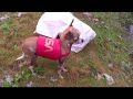 Compilation of Dogs