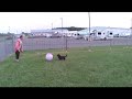 Compilation of Dogs