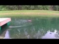 Compilation of Dogs