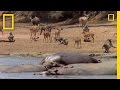 Watering Hole: When Crocs Attack