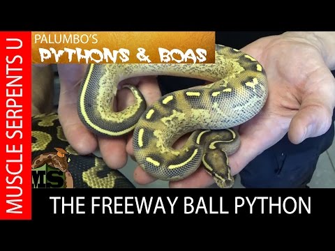 YouTube reptile video