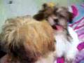 Honey & Lucky The Shih Tzu Puppies Giving Each Other Kisses Honey & Lucky The Shih Tzu Puppies Giving Each Other Kisses