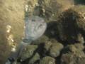 Oregon Video