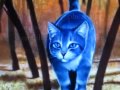 Warrior Cats Mitternacht