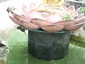 Zwemmende apen in Thailand