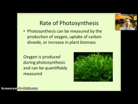 how to measure photosynthesis