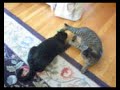 Re: How To Annoy Your Mean Kitty... The Nice Way! Tip 2 Re: How To Annoy Your Mean Kitty... The Nice Way! Tip 2