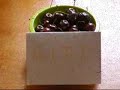 Kirchen