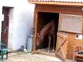 Grandik-bez-dozoru