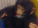 Dukic Ivona - Monkey Business Dukic Ivona - Monkey Business