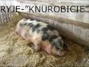 RYJE-KNUROBICIE