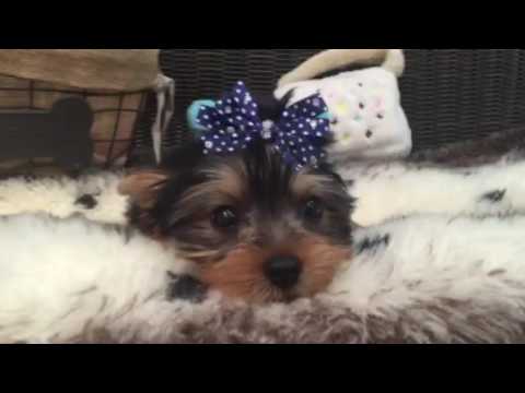 Handsome, lovable little Yorkie puppy