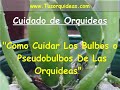 http://www.tusorquideas.com Los bulbos y pseudobulbos de las orquideas son uno de los organos mas importantes de estas plantas. De ellos depende que tu orquidea se vea siempre saludable y te regale flores con frecuencia. Para un buen cuidado de las orquideas, necesitas conocer como son los bulbos y los pseudobulbos, asi como los problemas que podrían tener, descubrelo todo en este video.