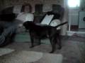 videos de staffie vs granny ( tug of war between the planets two most fearsome mammals )