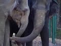 For Jenny - Tennessee Elephant Sanctuary