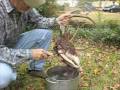 Boiling a deerskull for museum mount