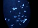 Dubai Atlantis Aquarium Blue Jellyfish 2 Dubai Atlantis Aquarium Blue Jellyfish 2