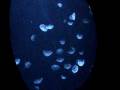 videos de Dubai Atlantis Aquarium Blue Jellyfish 2