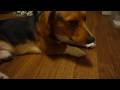 コタツの中で寝ていて熱くなりすぎてハアハアしてる犬
