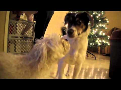 \\\\\\bloody dogs\\\\\\