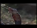 Lions - Spy in the Den: Dangers in the Wild Elephants Cobras