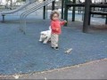 Bichon Frise in playground Bichon Frise in playground
