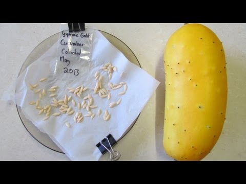 how to harvest seeds from a cucumber