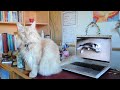 My Cat's Reaction To Meow Meow Maru